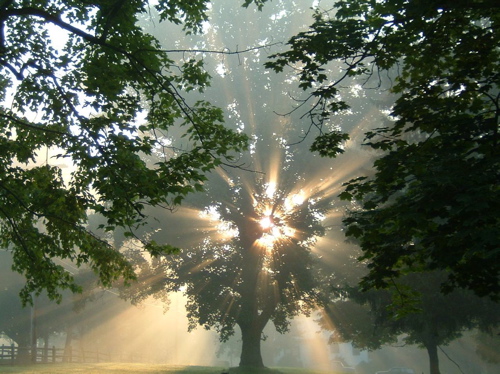 Tree Light